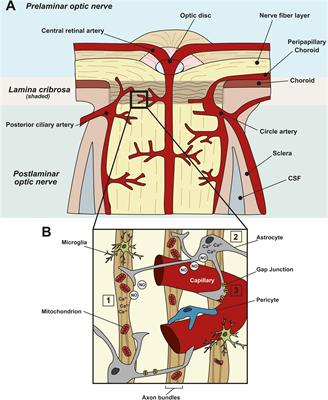 The Neurovascular Unit in Glaucomatous Neurodegeneration